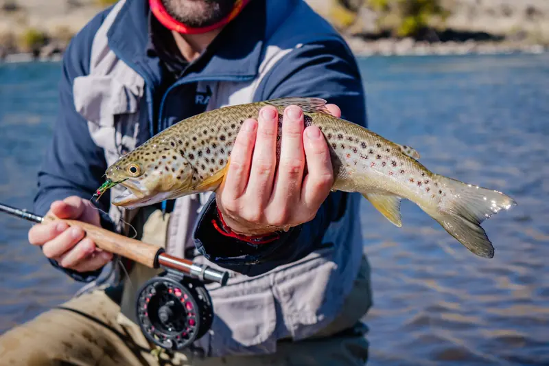 A fisherman displays a brown trout caught in the clear waters of Neuquén, Argentina